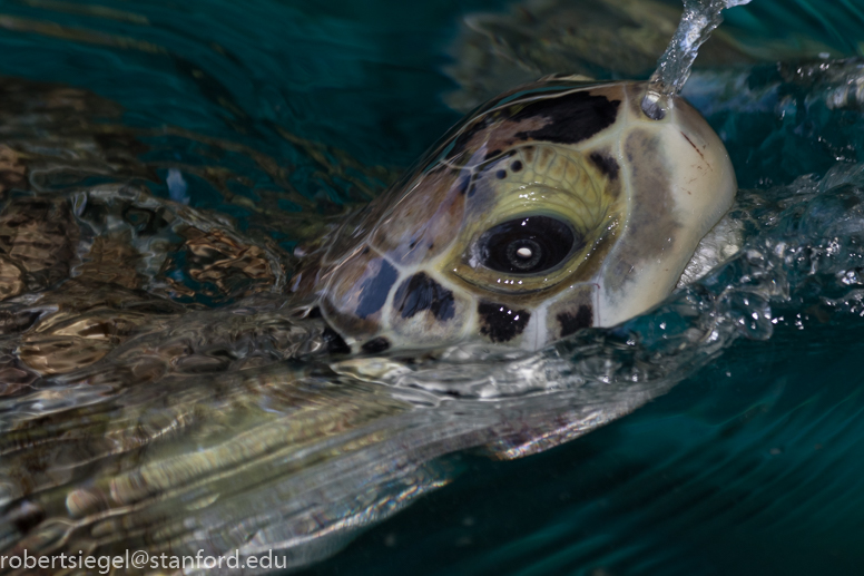 green sea turtle (Chelonia mydas)